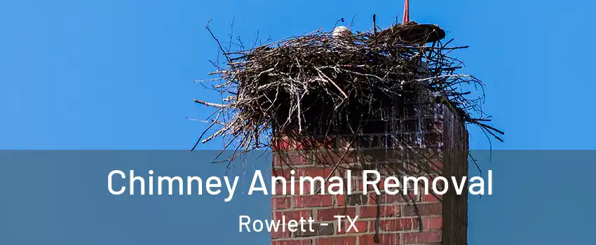 Chimney Animal Removal Rowlett - TX