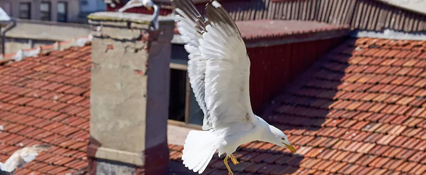 Residential Chimney Animal Removal Solution in Rowlett, TX